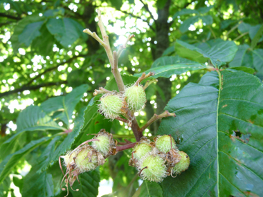 Fruits (marrons) présents dans une bogue souvent très épineuse. Agrandir dans une nouvelle fenêtre (ou onglet)